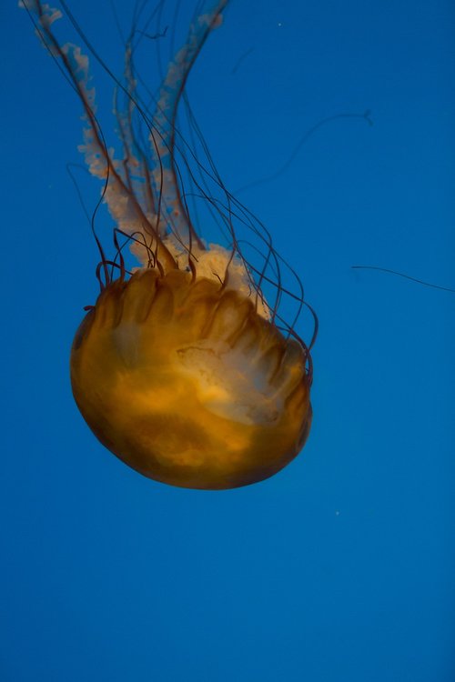 medusa  aquarium  jellyfish