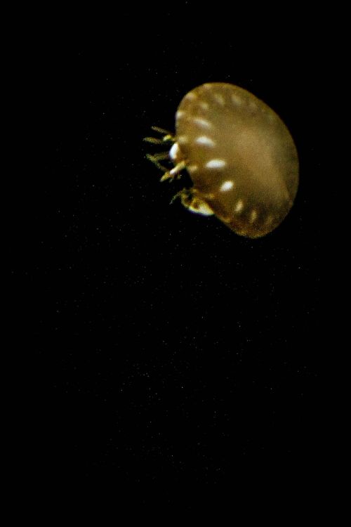 medusa sea water