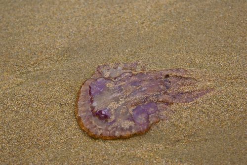 medusa sand beach