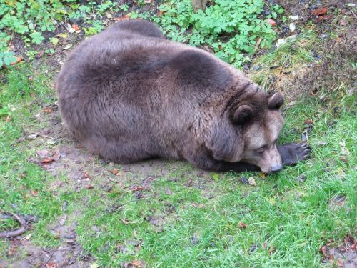 Brown Bear