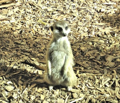 meer cat mongoose family habitat