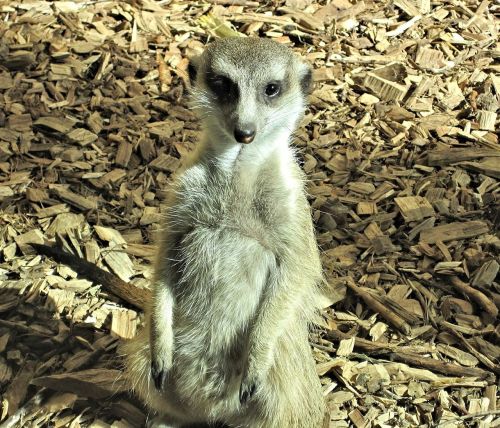 meer cat mongoose family canada