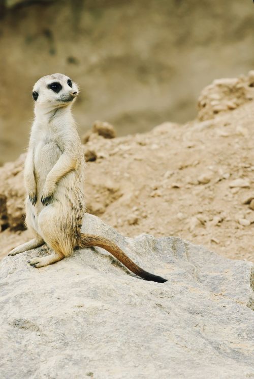 meerkat nature zoo