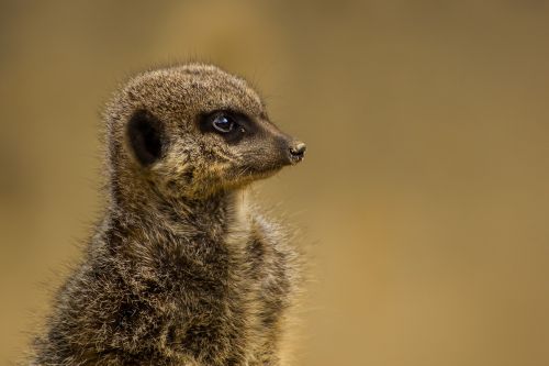 meerkat brown animal