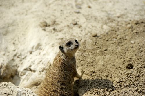 meerkat nature animals