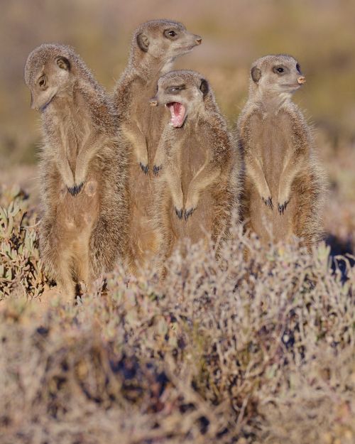 meerkat south africa outshoorn