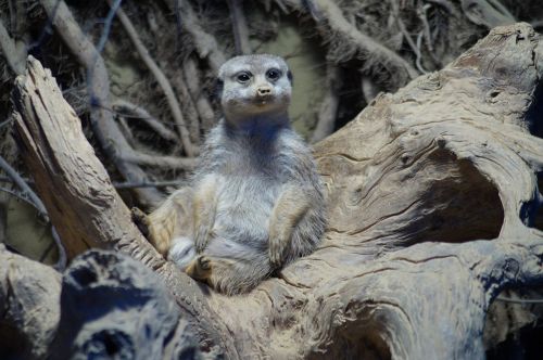 meerkat zoo nature