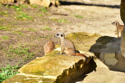 meerkat guards attention