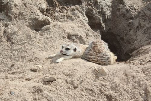 meerkat suricata suricatta meercat