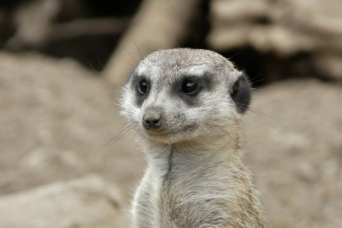 meerkat close head