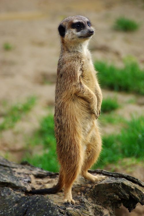 meerkat animal zoo