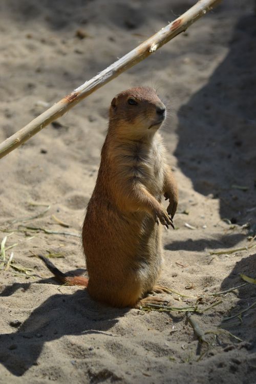 meerkat vigilant animal