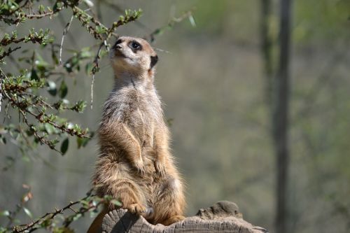 meerkat watch zoo