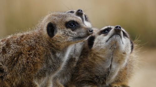 meerkat wild animal