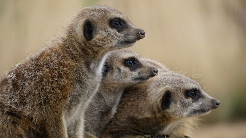 meerkat wild animal