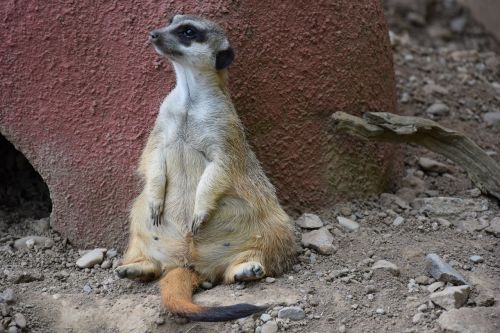 meerkat animals zoo