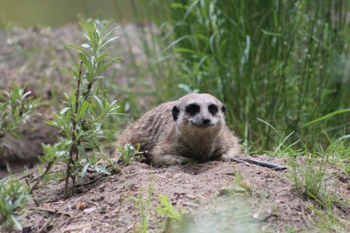 meerkat mammals fur