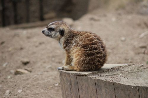 meerkat animal small