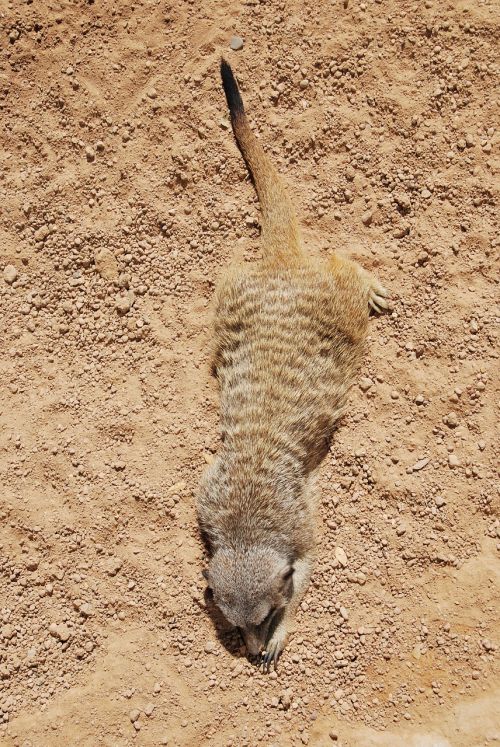 meerkat animal laying
