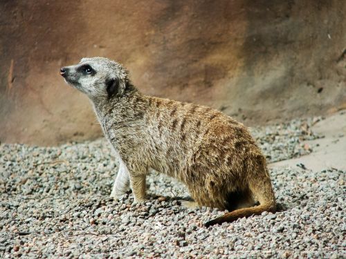 meerkat africa animal