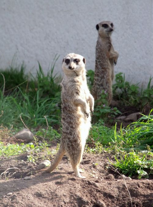 meerkat animal look out