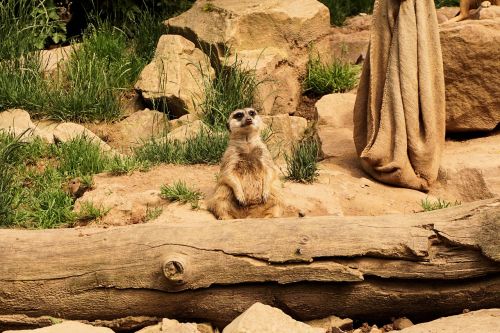 meerkat animals zoo