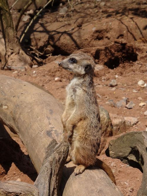 meerkat view guard