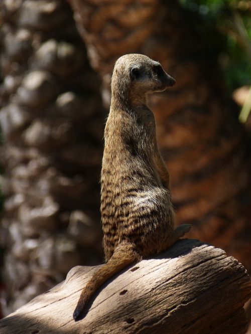 meerkat animals nature