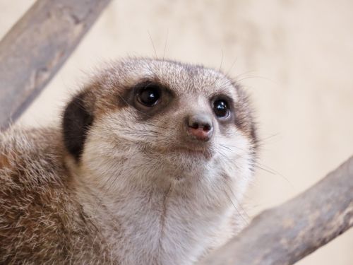 meerkat mongoose calgary zoo