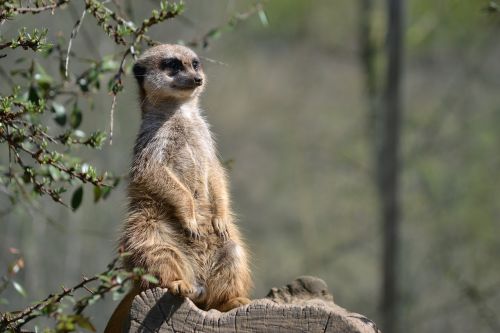 meerkat supervisor zoo