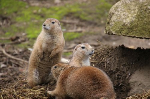 meerkat zoo making males