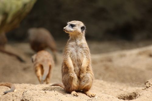 meerkat lonely sand