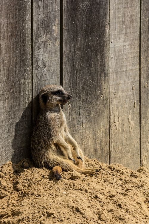 meerkat animals nature