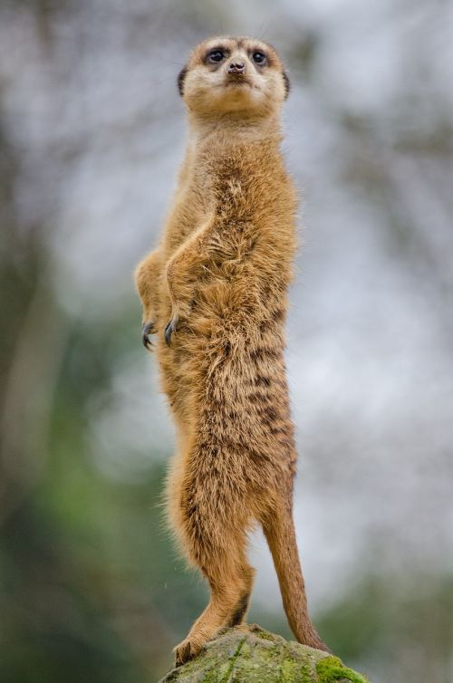 meerkat portrait facing