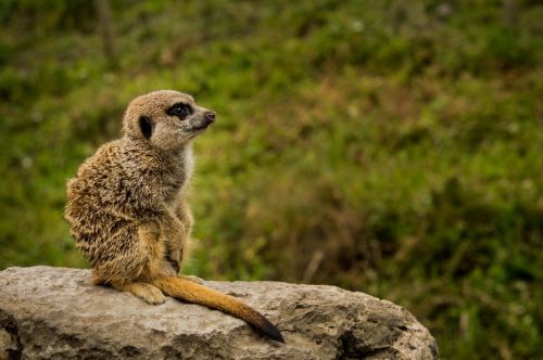 meerkat portrait rock