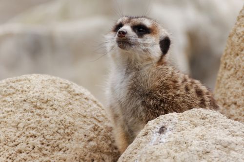 meerkat animal zoo
