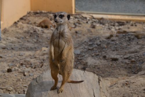 meerkat animal zoo