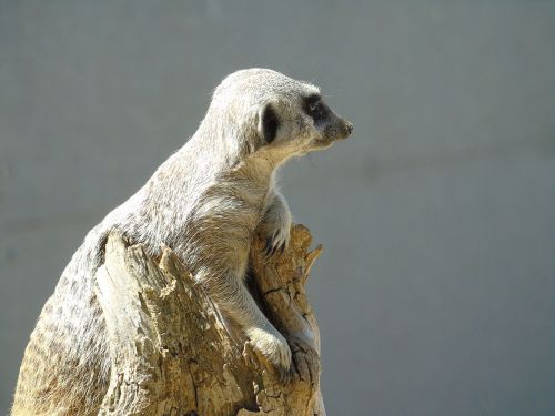meerkat meercat mammal
