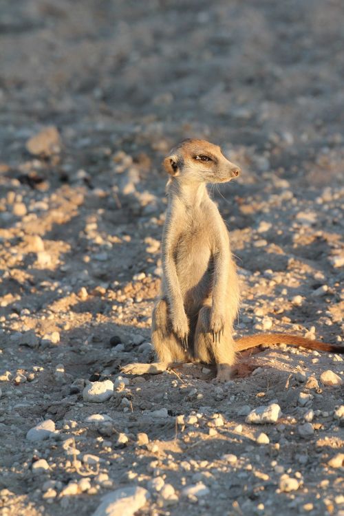 meerkat curious desert