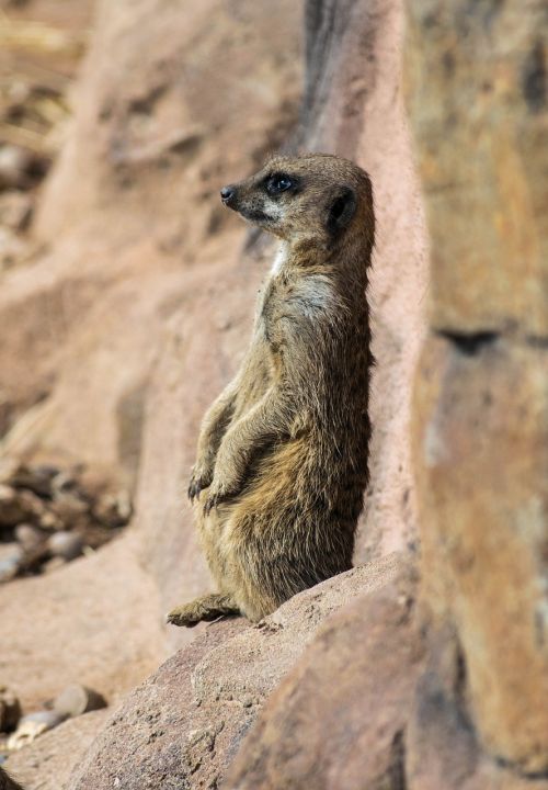 meerkat zoo mammal