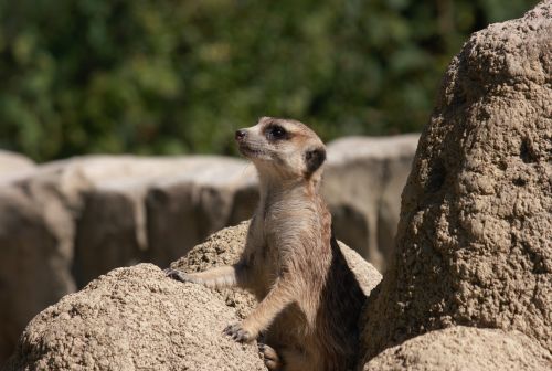 meerkat zoo sweet