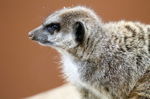 meerkat small mongoose