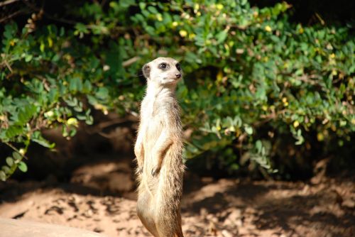 meerkat cute animal