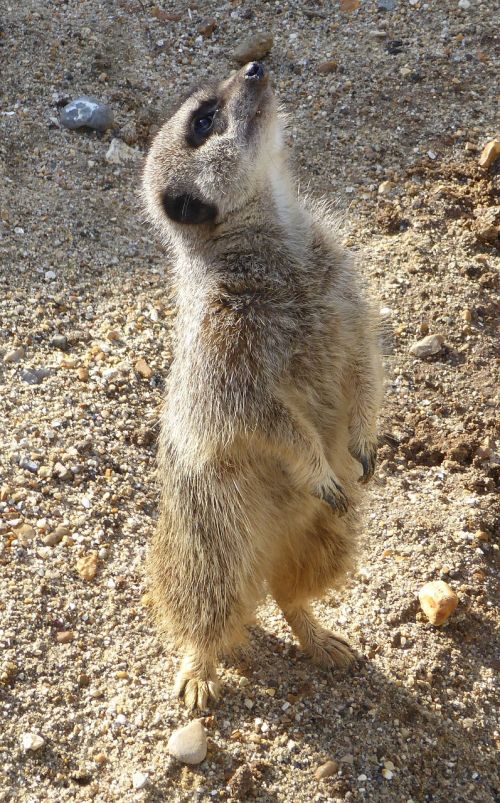 meerkat animal wildlife