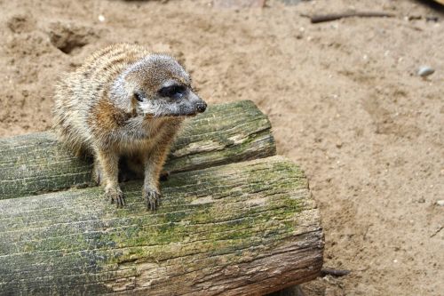 meerkat log animal