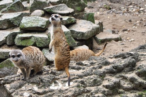 meerkat log animal