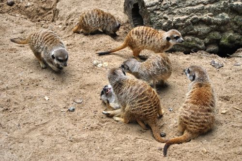 meerkat log animal