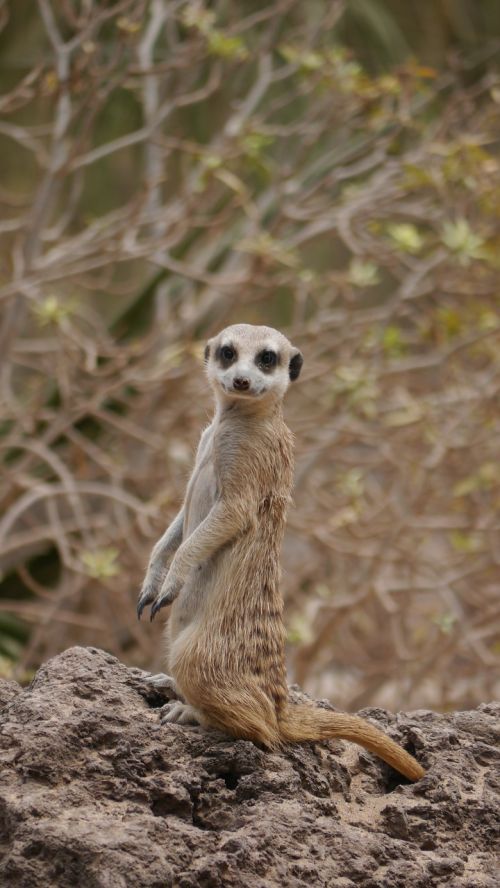 meerkat sweet attention