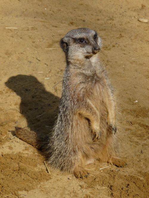 meerkat zoo animal