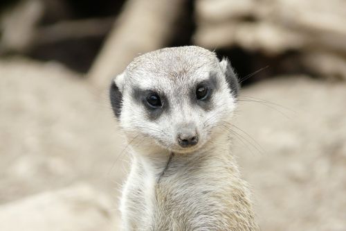 meerkat head friendly
